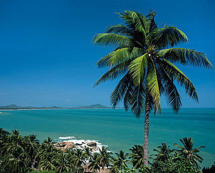 风景,山,视点,棕榈树,珊瑚,小湾,海滩,背影,海湾,泰国,苏梅岛,南方,亚洲