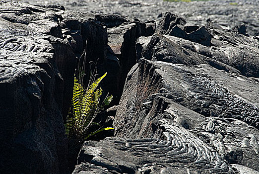 蕨类,火山岩,裂缝,夏威夷大岛,夏威夷,美国