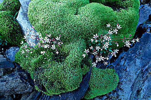 苔藓,虎耳草属植物,上陶恩山国家公园,东方,提洛尔,奥地利,欧洲