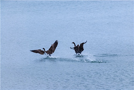 两个,黑额黑雁,降落,水上