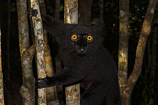 黑狐猴,褐色的狐猴,雄性,树,东北方,马达加斯加,非洲