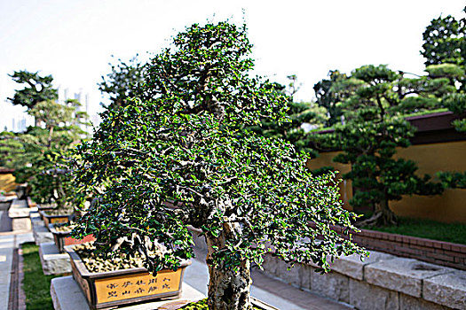 盆景,女修道院,中式花园,山,香港