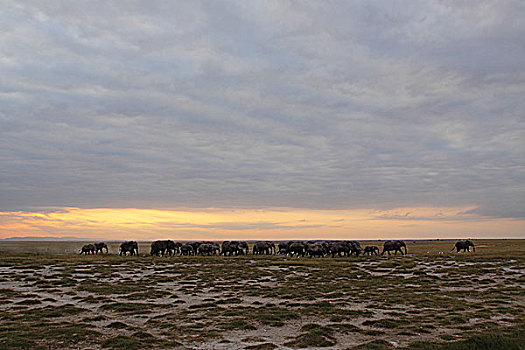 肯尼亚非洲象-夕阳下的象群