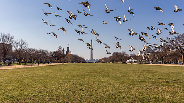华盛顿纪念碑草坪与鸽子