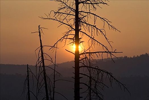 剪影,树,日落,加利福尼亚,美国