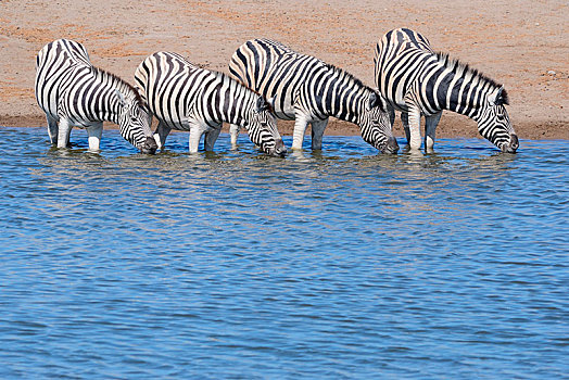 斑马,马,喝,水潭,埃托沙国家公园,纳米比亚,非洲