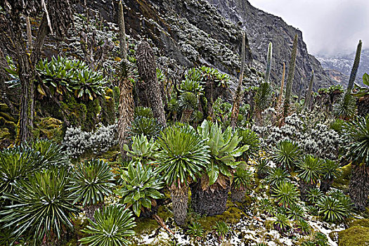 山梗莱属植物,初雪,鲁文佐里山,乌干达