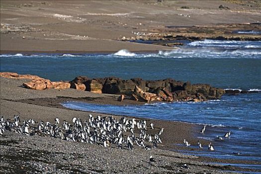 企鹅,小蓝企鹅,大西洋,巴塔哥尼亚,东海岸,阿根廷,南美