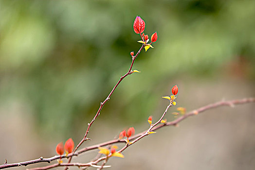 勒杜鹃花开红艳艳