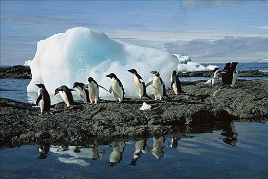 阿德利企鹅,群,栖息地,布朗布拉夫,南极半岛,南极