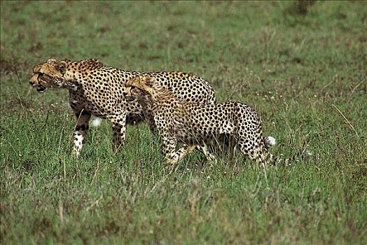 雌性,印度豹,猎豹,幼兽,猫科动物,哺乳动物,马赛马拉,肯尼亚,非洲,动物