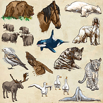 动物,世界,插画,收集,满,绘画,老