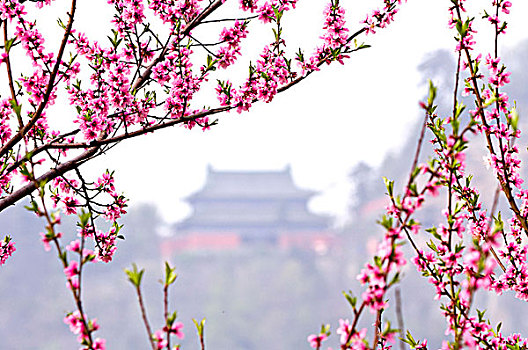 武当山的春天桃花盛开掩古寺