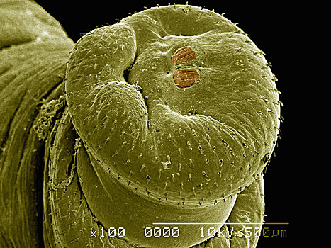 电子显微扫描图,后面,人,苍蝇,双翅目