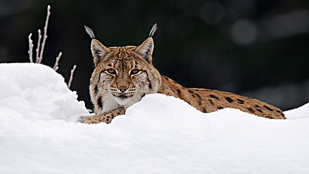 欧亚混血,猞猁,深,粉末,雪,围挡,国家公园,巴伐利亚森林,巴伐利亚,德国,欧洲