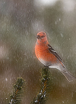 松树,雪中,风暴,活泼,安大略省,加拿大