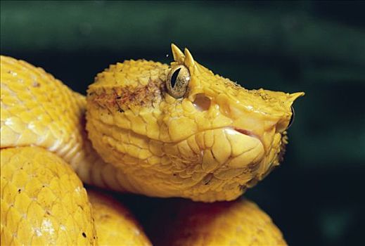 扁斑奎蛇,蝰蛇,展示,凹陷,高温,雨林,哥斯达黎加