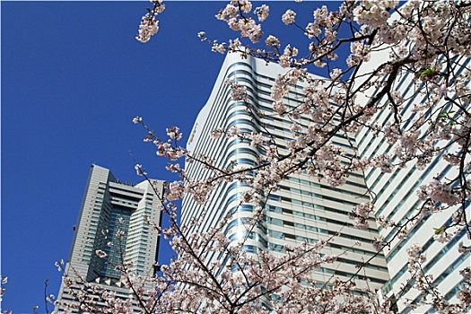 樱花,道路,横滨,日本