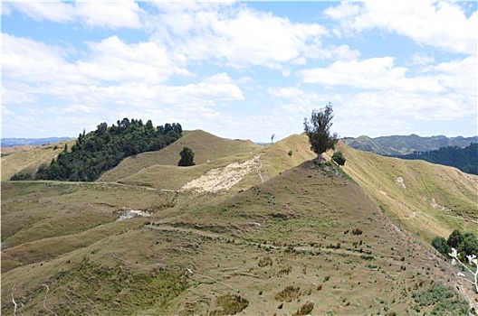 绿色,山,北岛,新西兰