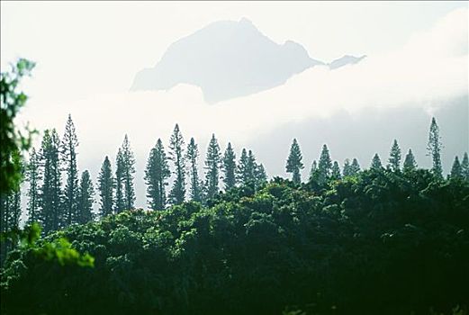 夏威夷,考艾岛,茂密,绿色植物,树,模糊,云,山,影子,背景