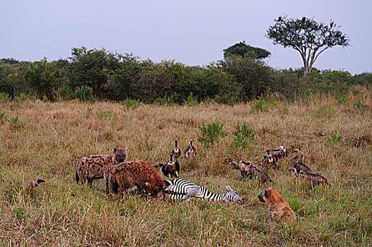 非洲野狗分食斑马死尸