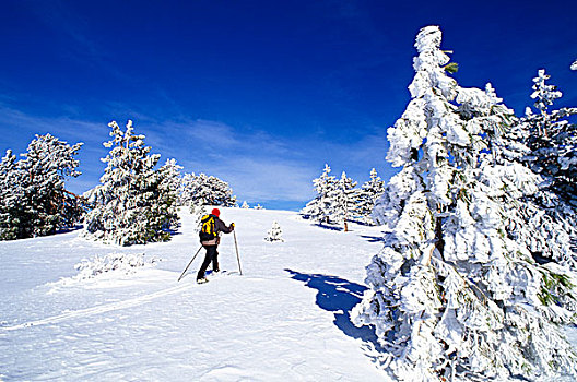 边远地区,滑雪者,积雪,美国黄松,靠近,顶峰,加利福尼亚