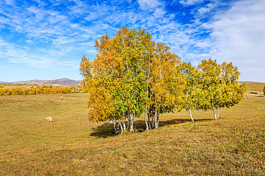 金秋时节乌兰布统草原上的白桦树,中国内蒙古自治区赤峰市