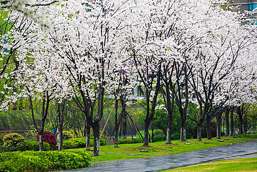 樱花公园,公园,樱花,春天,春色,雨,花,春雨,雨季,浪漫,清明