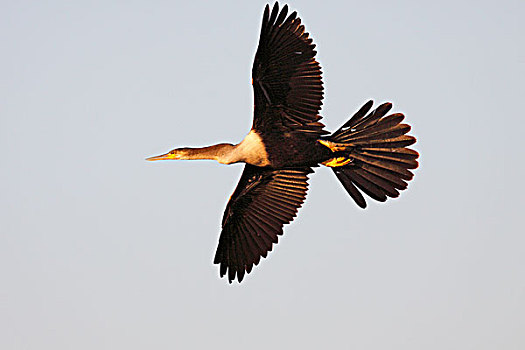 美洲蛇鸟,美洲蛇鹈,飞,大沼泽地国家公园,佛罗里达