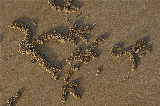 痕迹,螃蟹,海滩,领土,澳大利亚
