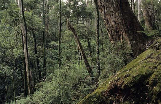 温带雨林,奥特韦国家公园,海洋,道路,维多利亚,澳大利亚