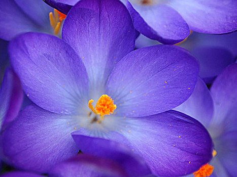 紫色,藏红花,特写