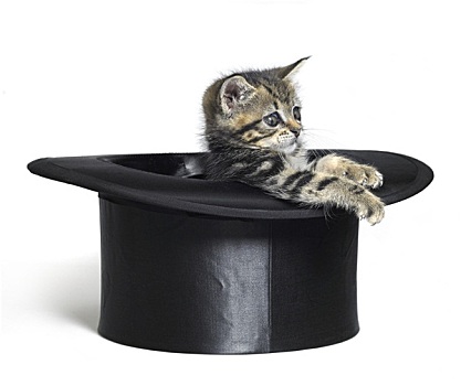 可爱,小猫,玩,黑色上衣,帽子