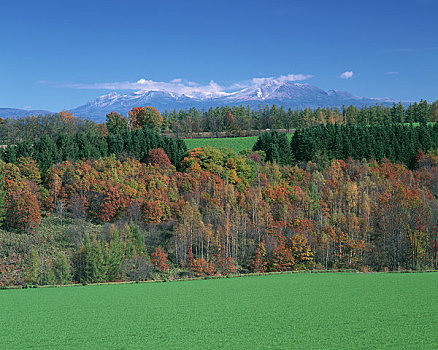 秋天,矮林,山