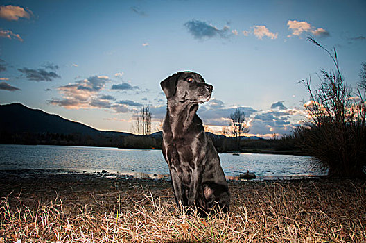 黑色拉布拉多犬,头像,晚上,夕阳