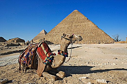 骆驼,正面,基奥普斯,大金字塔,远景,卡夫拉