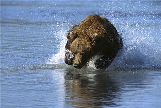 大灰熊,棕熊,追逐,三文鱼,太平洋鲑属,卡特麦国家公园,阿拉斯加