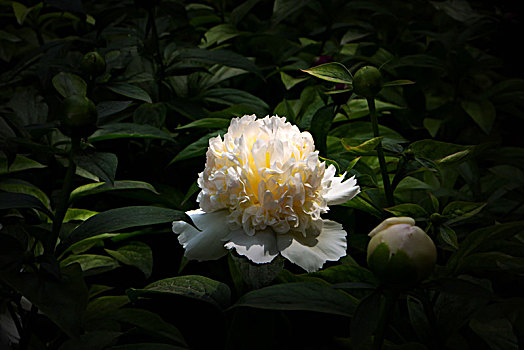 美丽芍药,芍药花