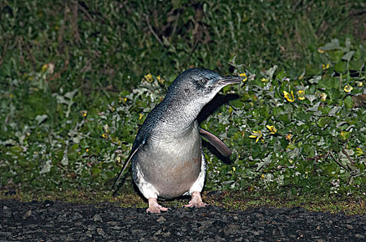 小蓝企鹅,喂食,旅游,窝,菲利普岛,澳大利亚