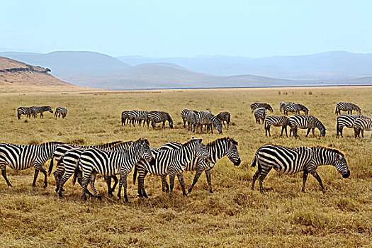斑马,恩戈罗恩戈罗火山口,坦桑尼亚