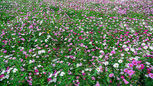 公园里盛开的格桑花