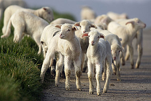 绵羊,羊羔,道路