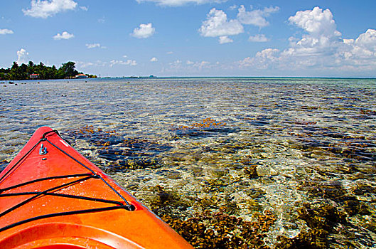 伯利兹,加勒比海,溪流,漂流,清晰,水,海岸,联合国教科文组织
