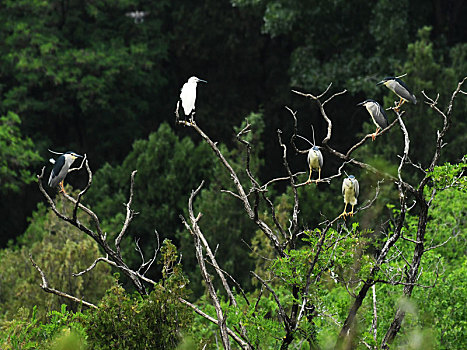 山东省枣庄市山亭区岩马湖畔树林中栖息的白鹭