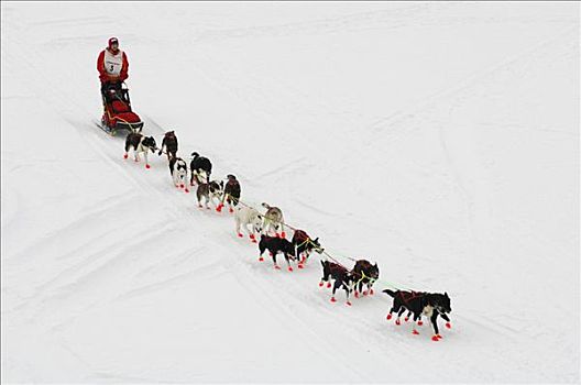 狗拉雪橇,团队,挪威北部,斯堪的纳维亚