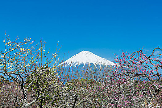 梅花,山,富士山