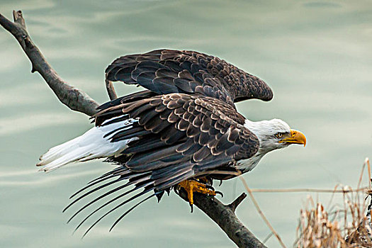 美国,阿拉斯加,契凯特白头鹰保护区,白头鹰,飞起,戈登,画廊