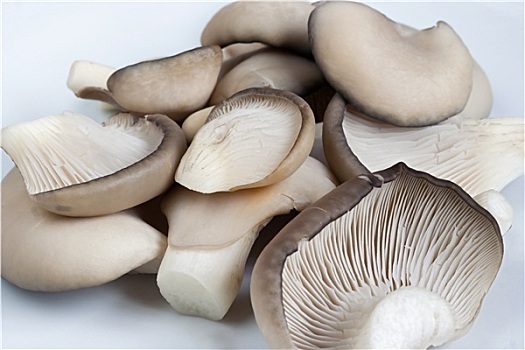 牡蛎,帽,蘑菇