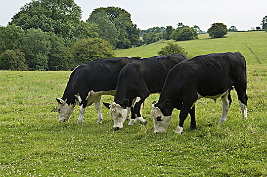 三个,母牛,放牧,地点