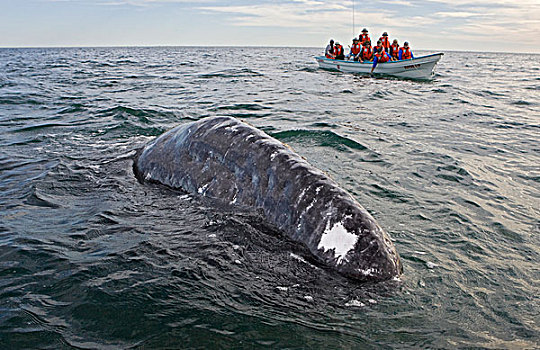 灰鲸,幼兽,靠近,游船,下加利福尼亚州,墨西哥